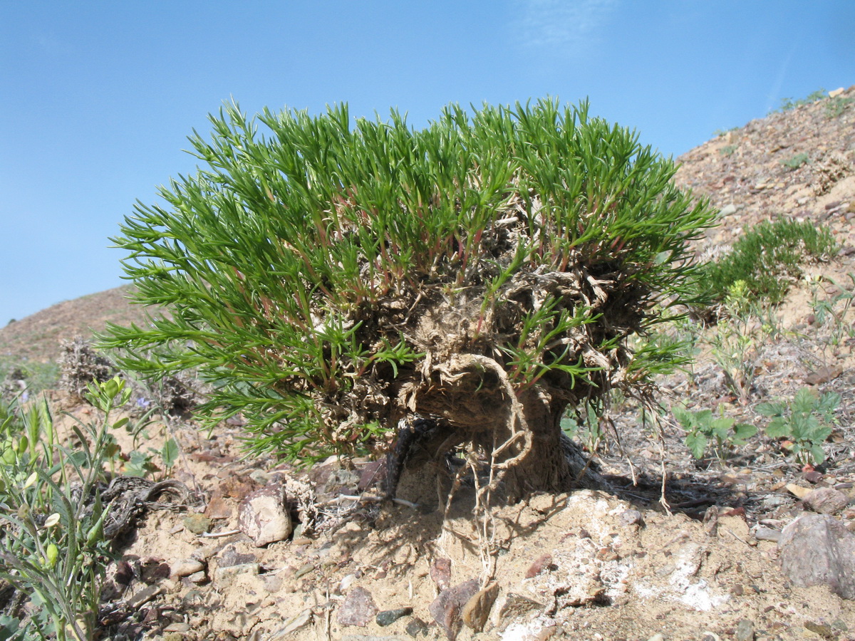 Image of Arthrophytum iliense specimen.