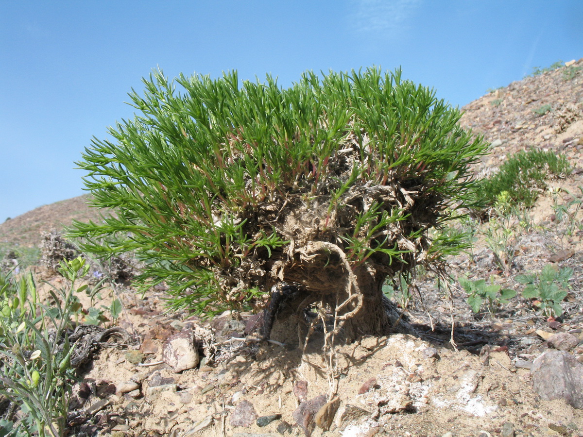 Изображение особи Arthrophytum iliense.