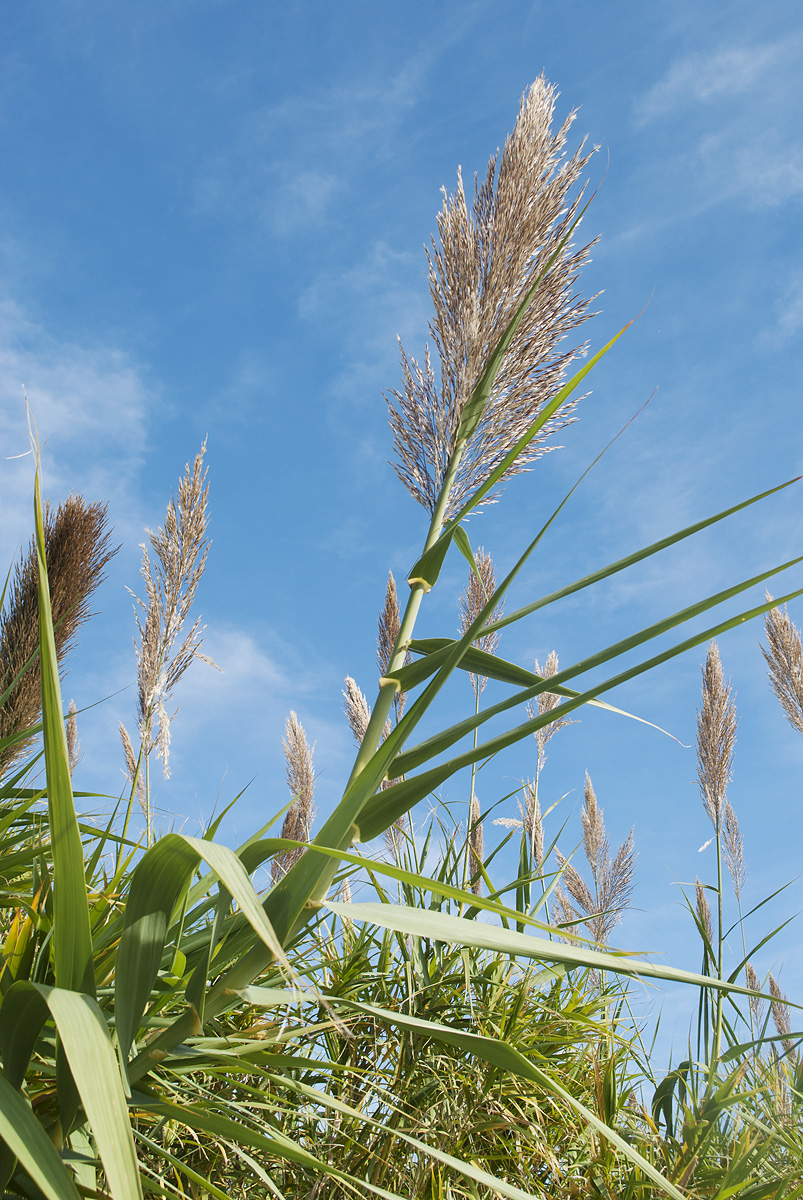 Изображение особи Arundo donax.