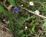 Anthemis melanoloma. Цветущие растения. Карачаево-Черкесия, Тебердинский заповедник, хр. Малая Хатипара, сосняк на песчаном склоне. 23.07.2017.