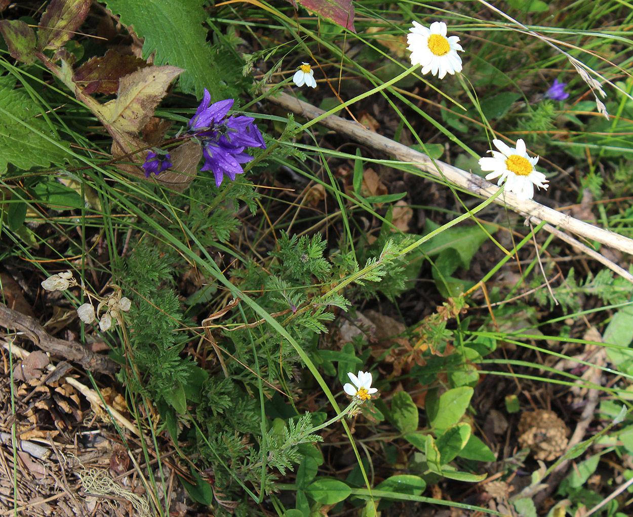 Изображение особи Anthemis melanoloma.