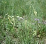 Plantago salsa. Верхушки нераскрывшихся, цветущих и отцветающих побегов. Казахстан, Восточно-Казахстанская обл., Уланский р-н, окр. с. Украинка, луг, обочина грунтовой дороги. 17.07.2012.