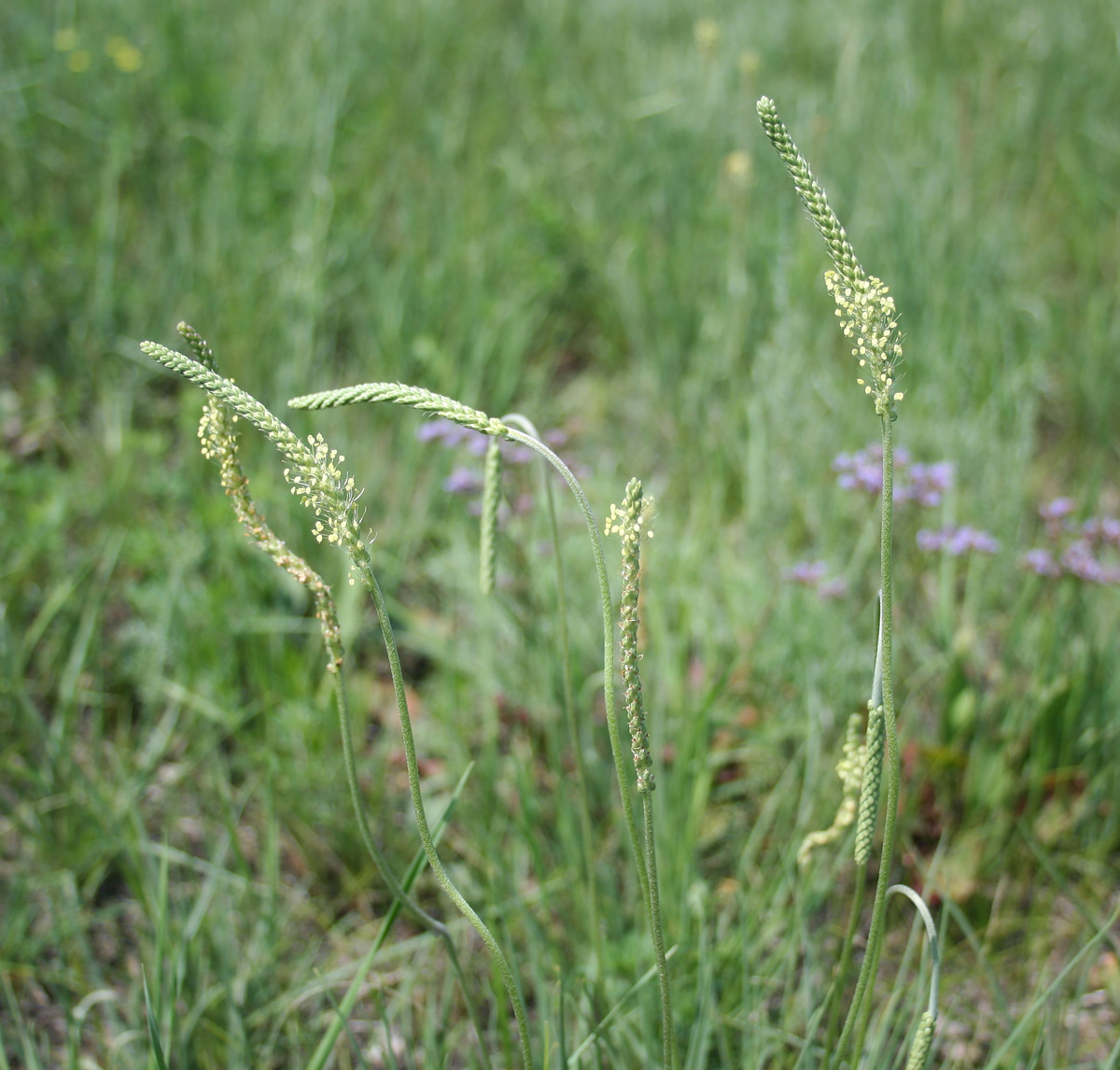 Изображение особи Plantago salsa.