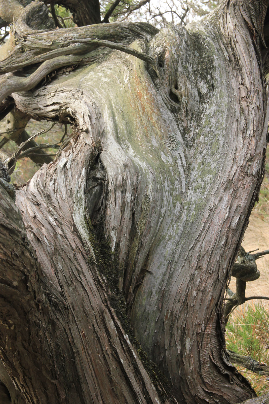 Image of Juniperus foetidissima specimen.