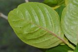 Pseuderanthemum carruthersii