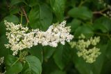 Syringa amurensis. Соцветие и листья. Кировская обл., г. Киров, Ботанический сад Вятского государственного университета, в культуре. 07.07.2018.