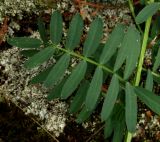 Vicia nervata