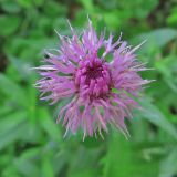 Cirsium arvense