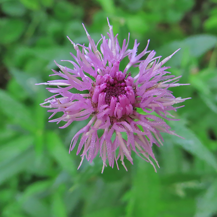 Image of Cirsium arvense specimen.