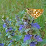 Image of taxon representative. Author is Виктор Кишиневский