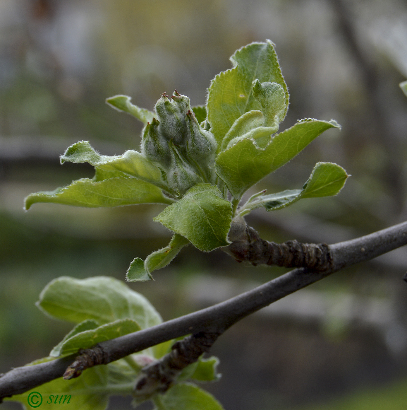 Изображение особи Malus domestica.