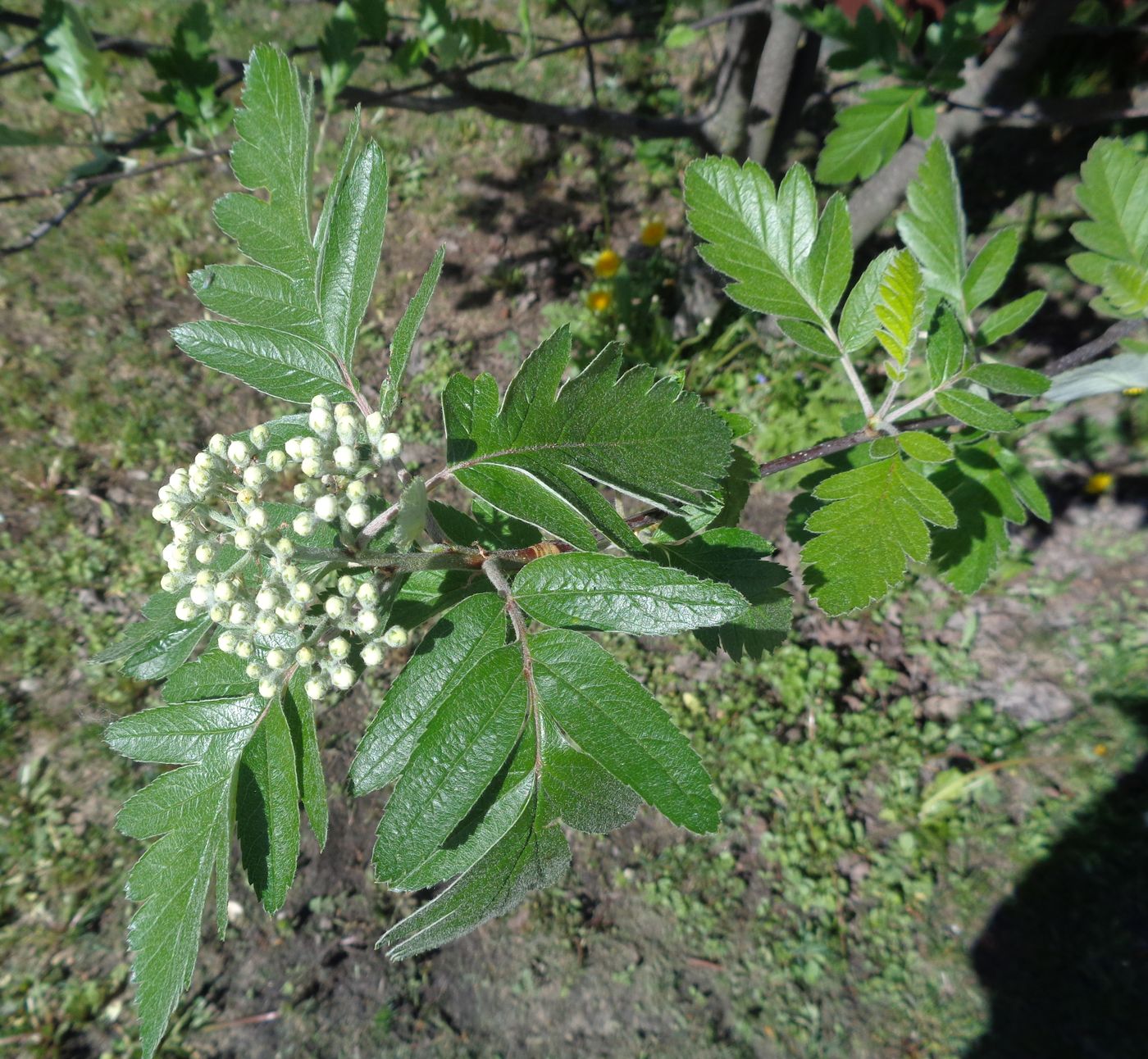 Изображение особи Sorbus hybrida.