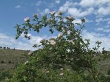 Rosa corymbifera. Верхушка цветущего растения. Крым, Севастополь, Сарандинакина балка. 21.05.2019.