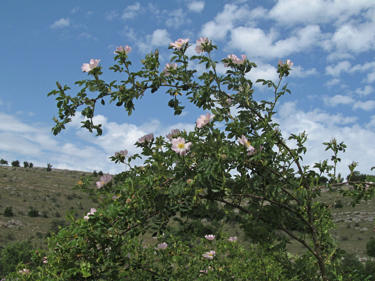 Image of Rosa corymbifera specimen.