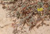 Helianthemum kahiricum