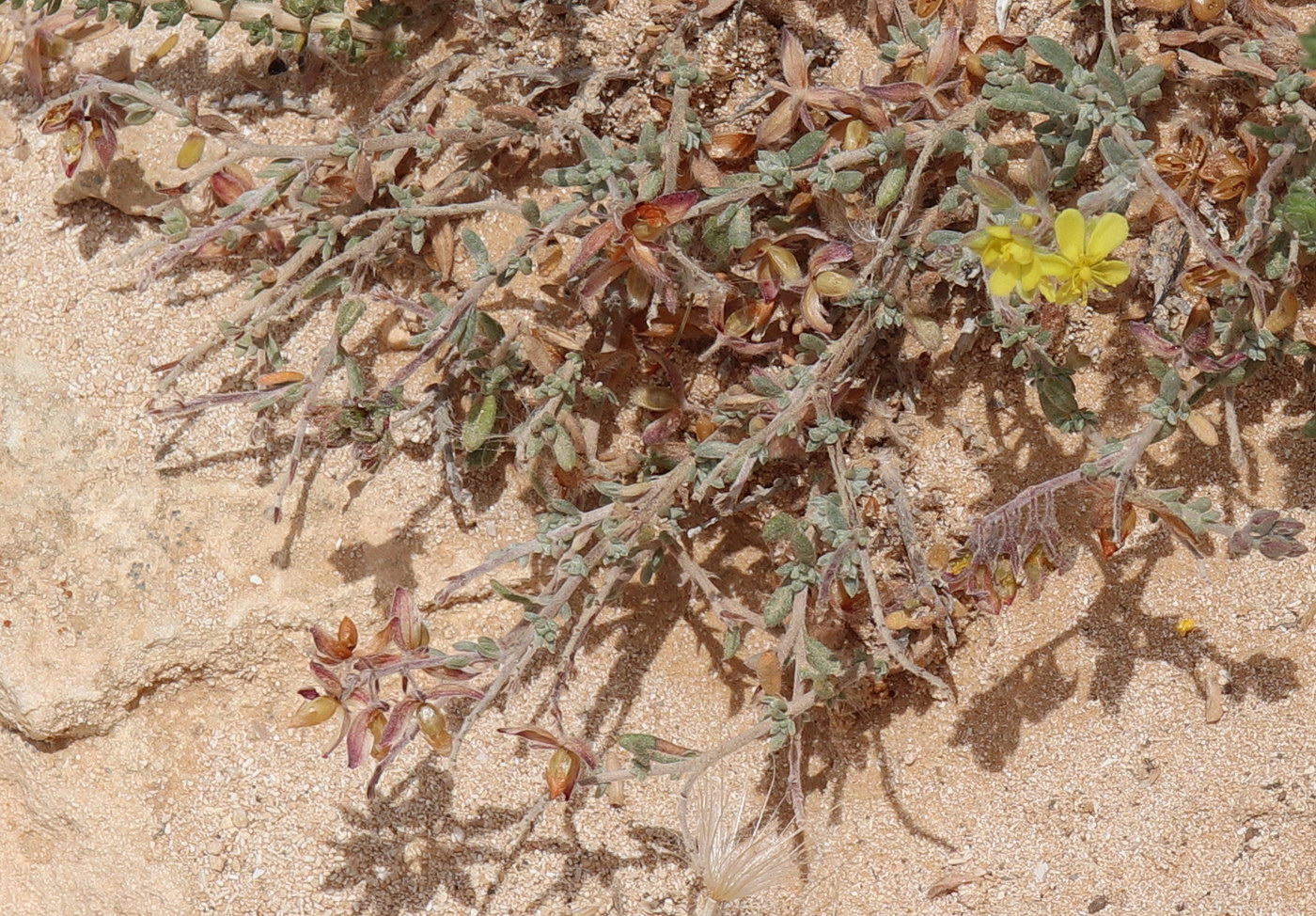 Изображение особи Helianthemum kahiricum.