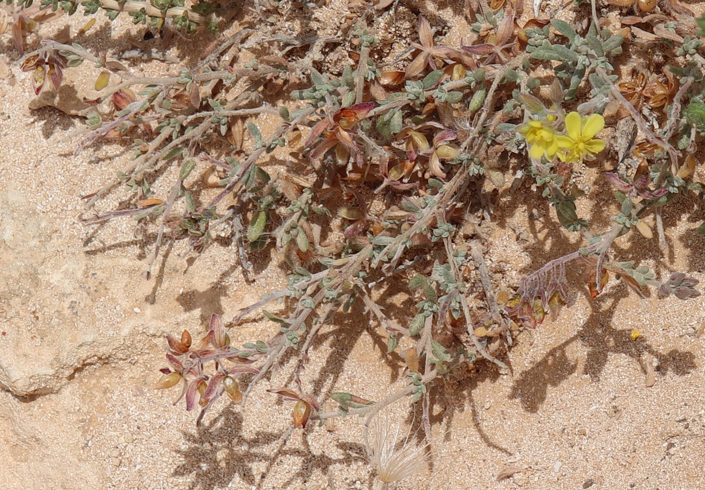 Image of Helianthemum kahiricum specimen.