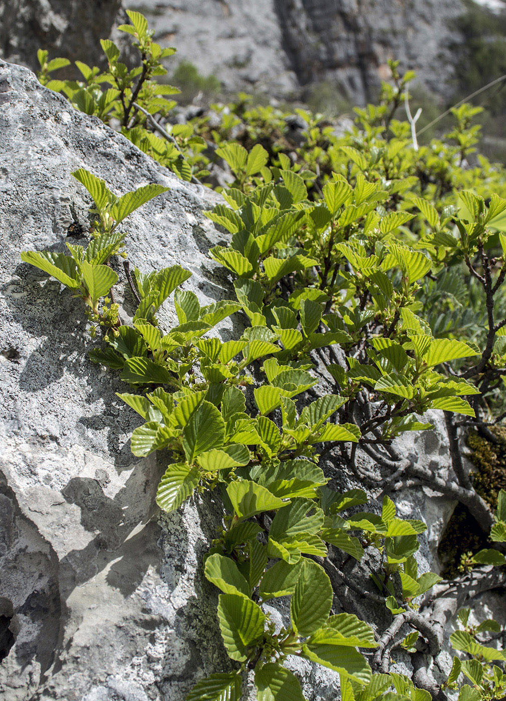 Image of Rhamnus microcarpa specimen.