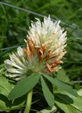 Trifolium trichocephalum