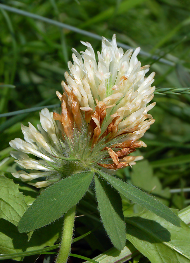 Image of Trifolium trichocephalum specimen.