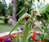 Epipactis helleborine. Часть соцветия с кормящейся тлёй. Москва, ЮАО, Нагорный р-н, Варшавское шоссе, в культуре. 22.06.2019.