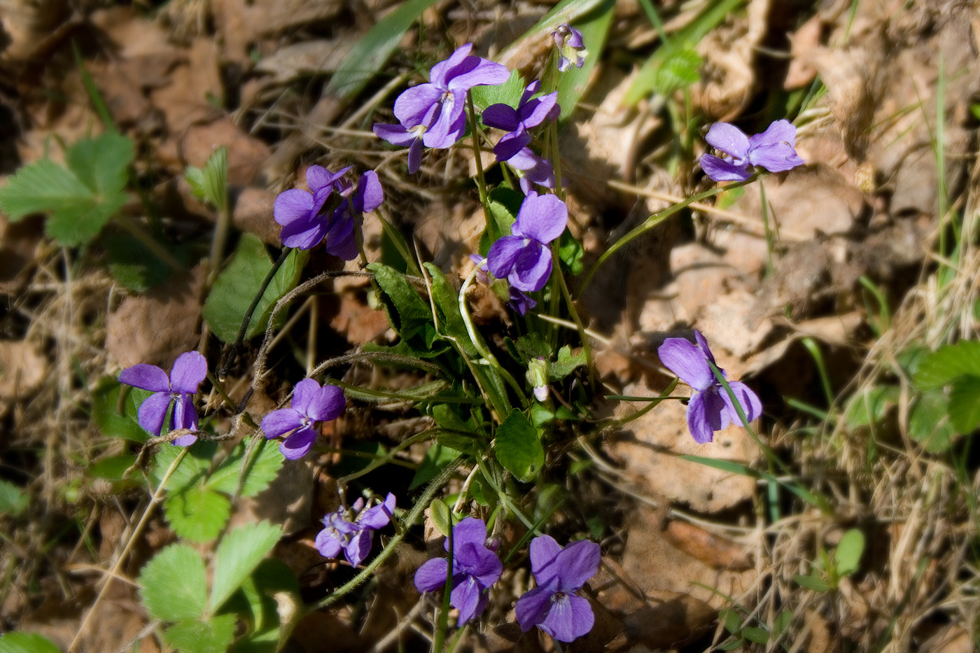 Изображение особи род Viola.