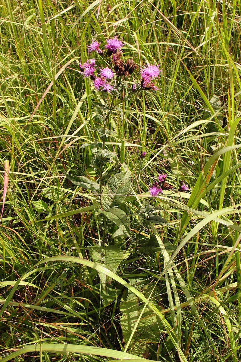 Изображение особи Serratula tinctoria.