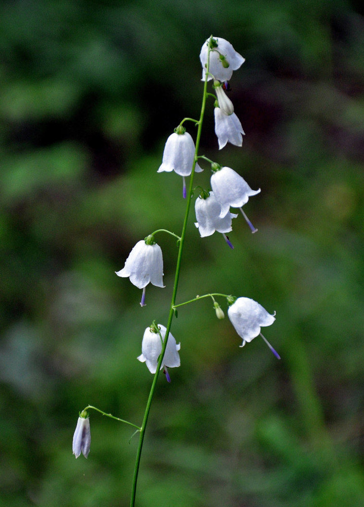 Image of Adenophora liliifolia specimen.