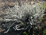 Echium angustifolium