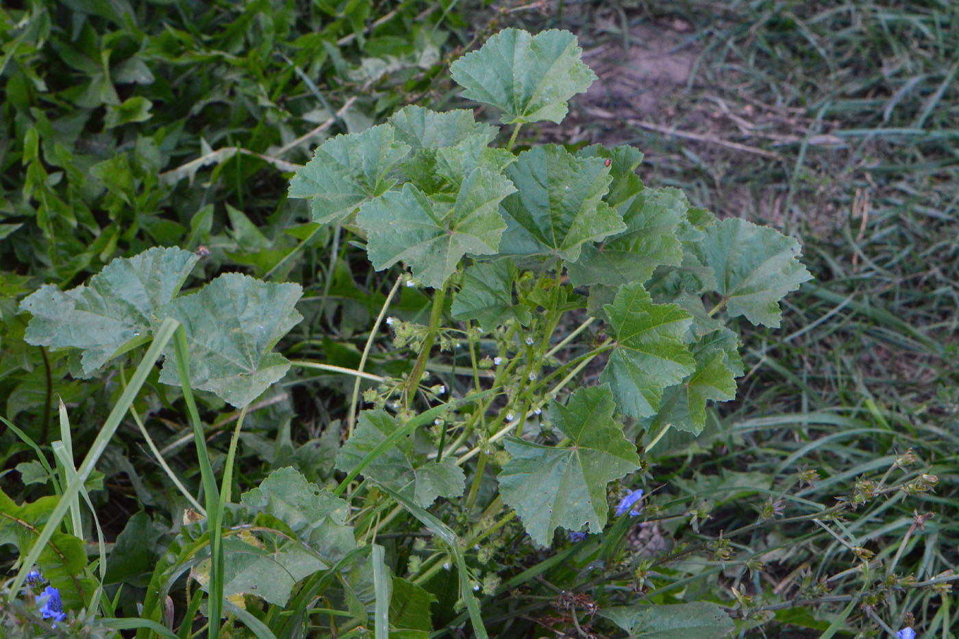 Image of Malva pusilla specimen.