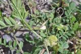 Vicia grandiflora