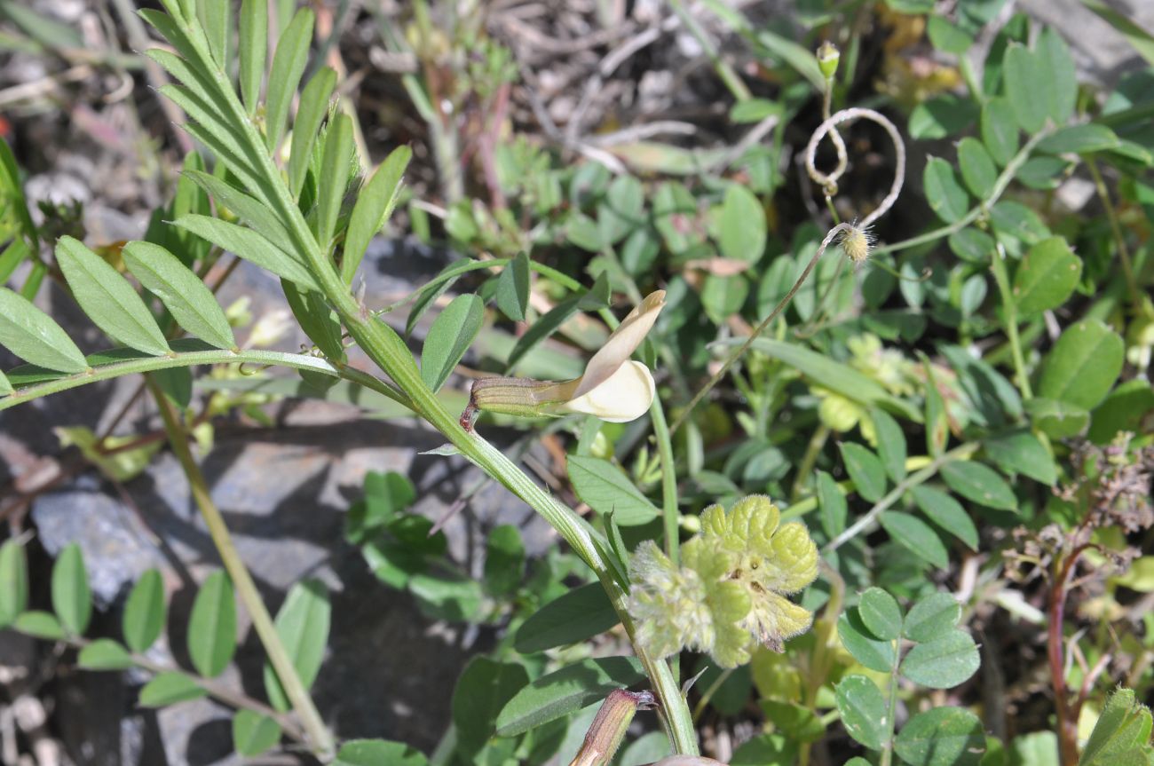 Image of Vicia grandiflora specimen.