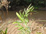 Lathyrus tuberosus