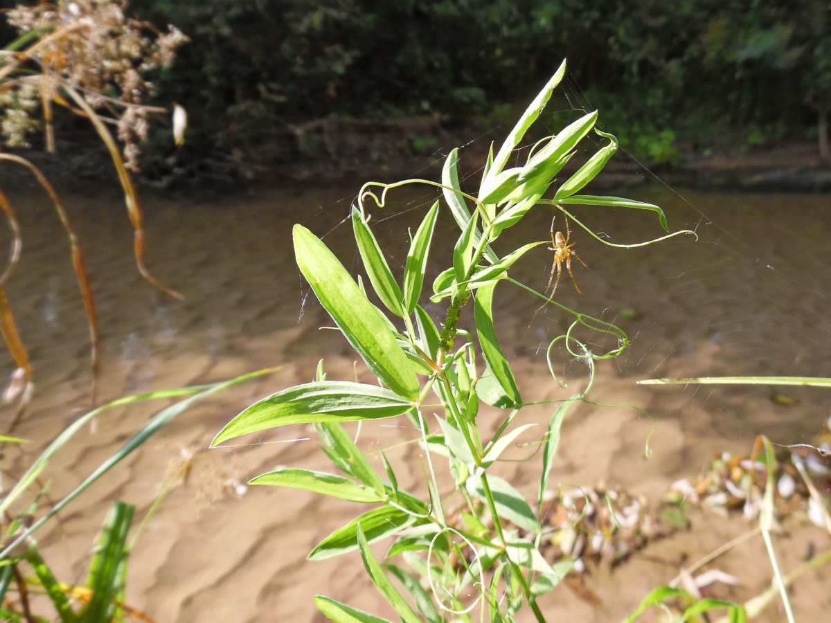 Изображение особи Lathyrus tuberosus.