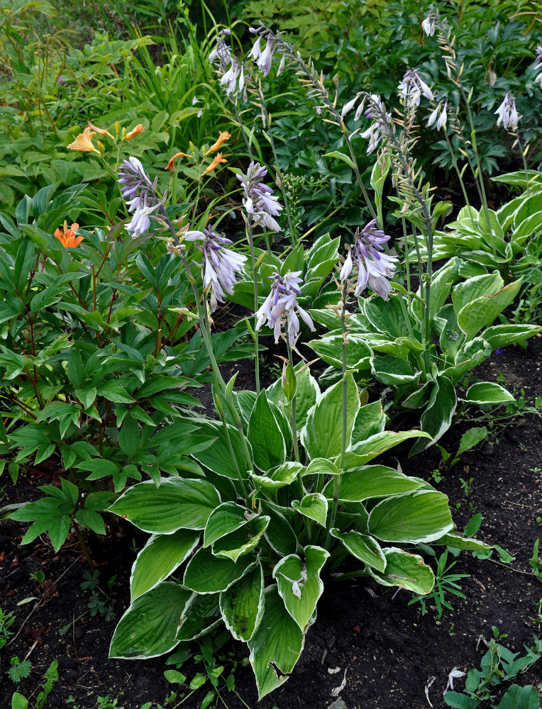 Изображение особи Hosta albomarginata.