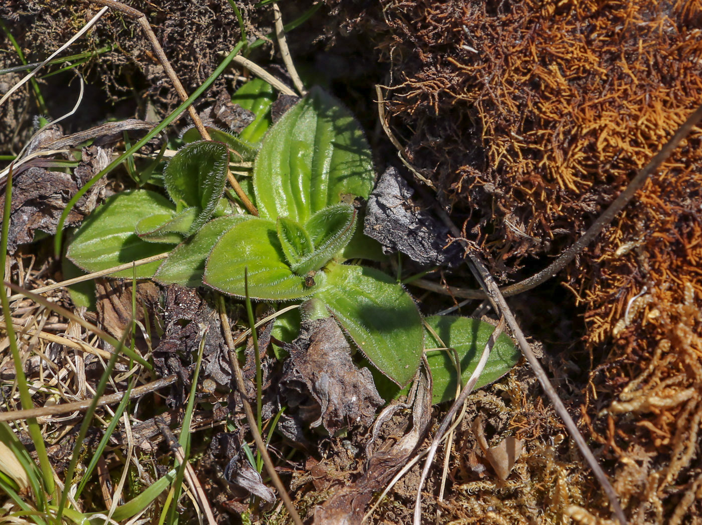 Image of Plantago media specimen.