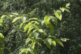 Acer carpinifolium. Ветвь. Санкт-Петербург, Ботанический сад БИН РАН, в культуре. 05.06.2019.