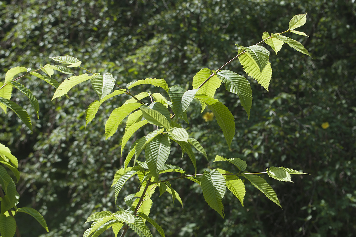 Image of Acer carpinifolium specimen.