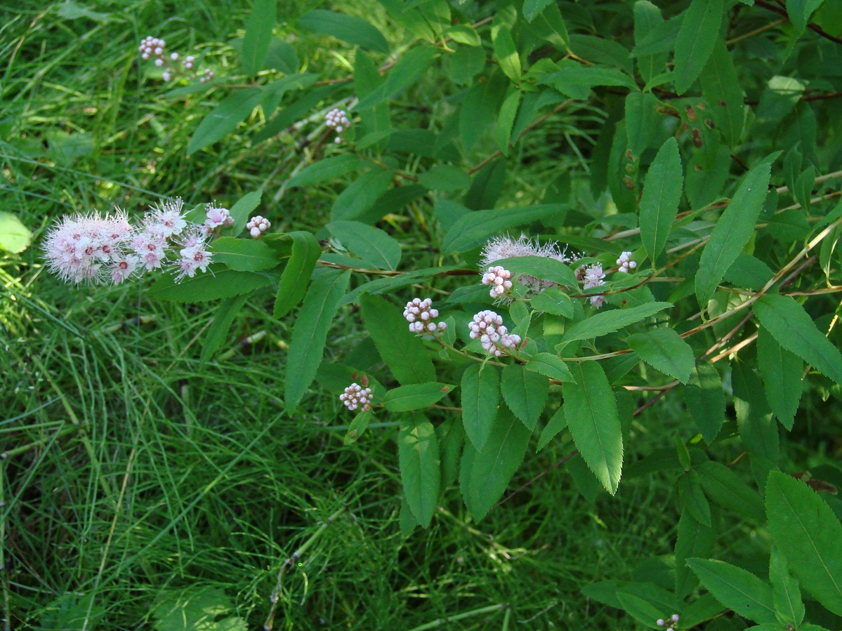 Image of Spiraea salicifolia specimen.