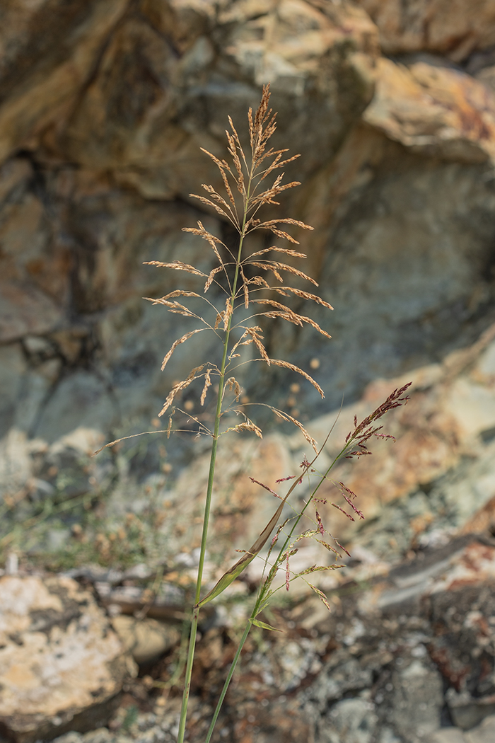 Image of genus Puccinellia specimen.