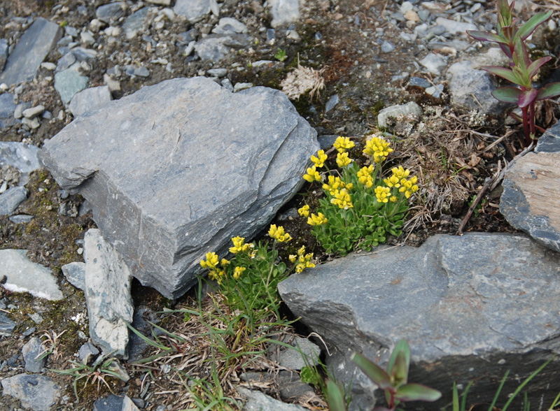 Изображение особи Draba oreades.