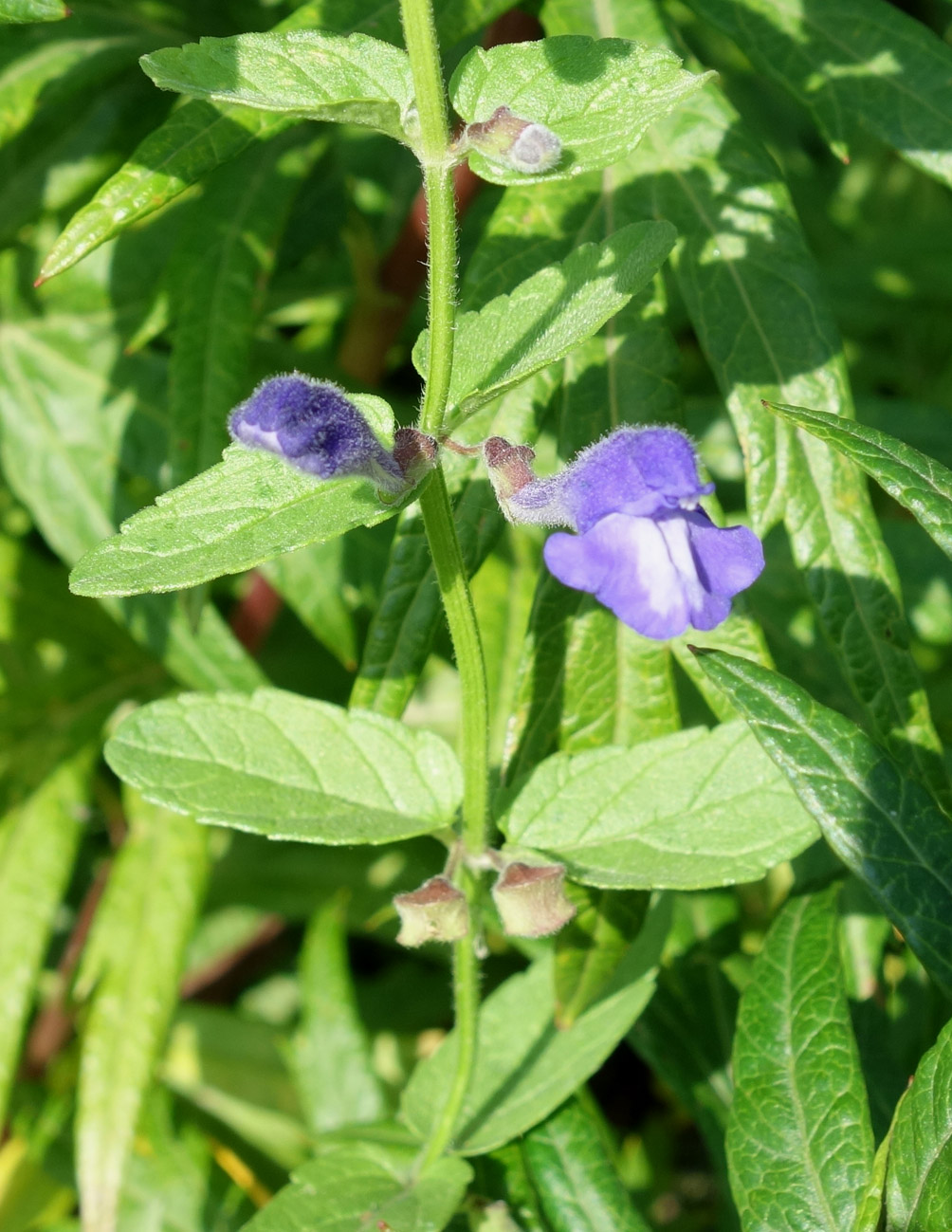 Image of Scutellaria strigillosa specimen.