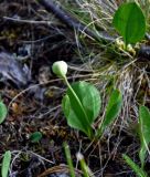 Erythronium sibiricum