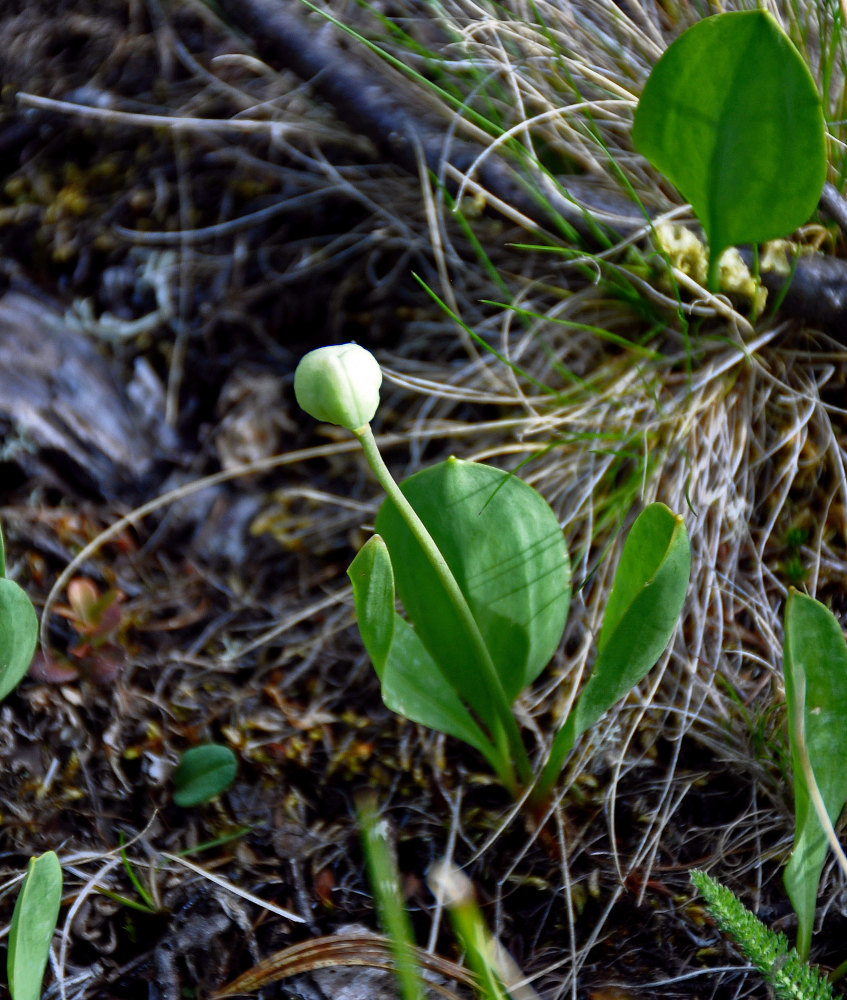 Изображение особи Erythronium sibiricum.