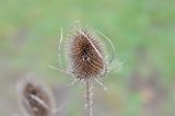 Dipsacus fullonum. Сухое прошлогоднее соплодие. Великобритания, Англия, парк \"Landscape Garden\". 21.01.2019.