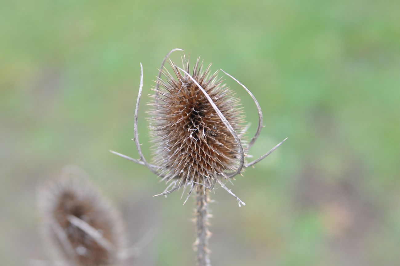 Image of Dipsacus fullonum specimen.