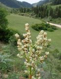 Rheum wittrockii. Соцветие с первыми плодами. Кыргызстан, Иссык-Кульская обл., Семеновское ущелье, задернованный склон. 01.06.2019.