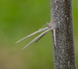 Barnadesia dombeyana