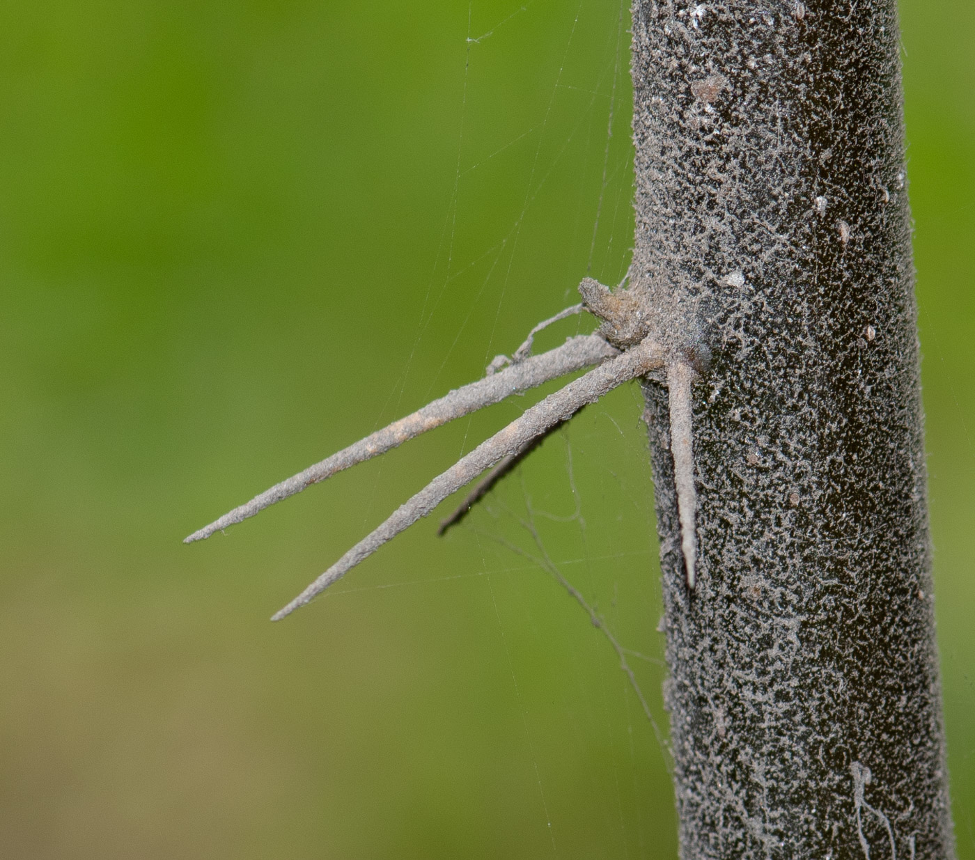 Image of Barnadesia dombeyana specimen.