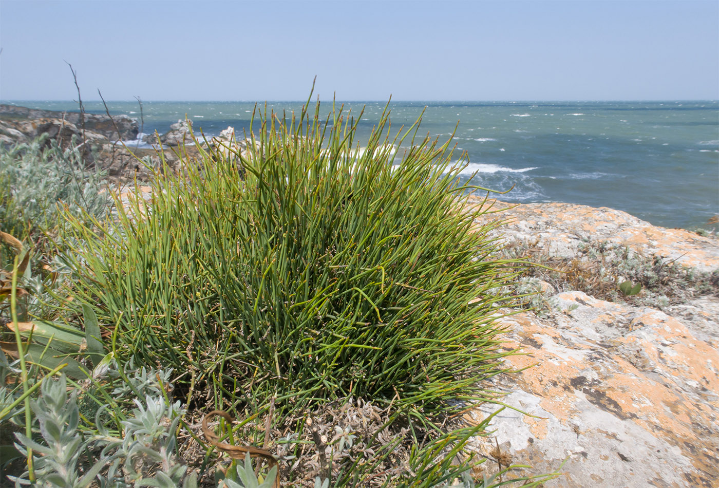 Image of Ephedra distachya specimen.